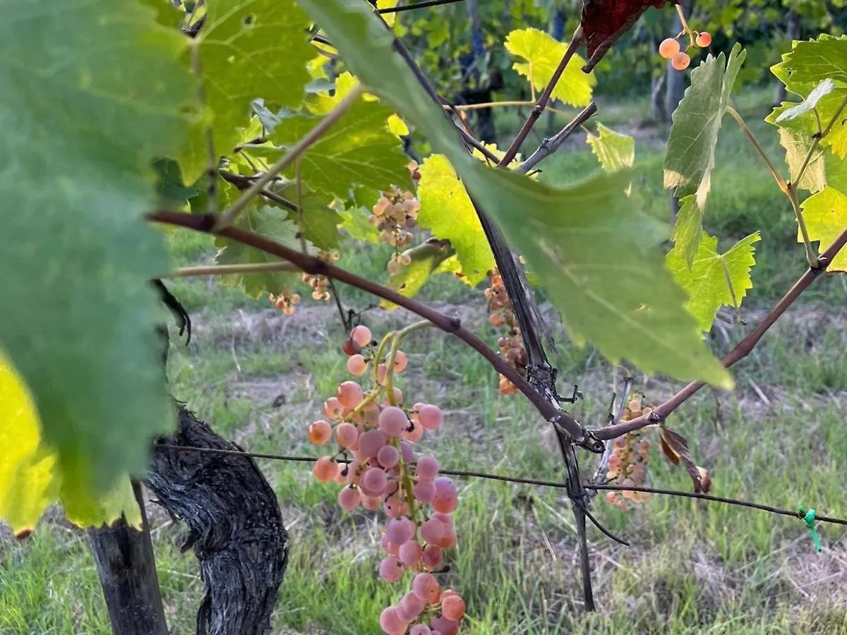 B&B Terre Toscane Ciggiano 0*,
